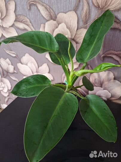 Филодендрон Империал грин