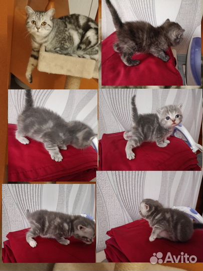 Шотландские котята