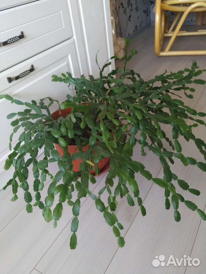 Декабрист (шлюмбергера)