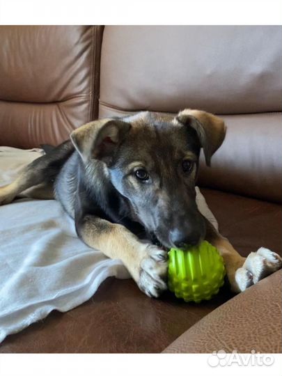 Щенок девочка доставка бесплатно и стерилизацию