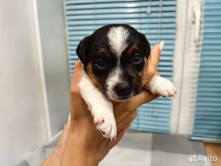 Щенки Джек рассел терьер