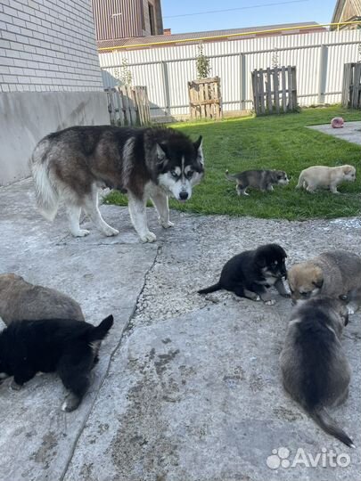 Собака хаски