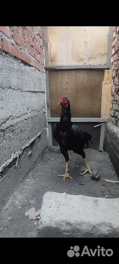 Бойцовский петух