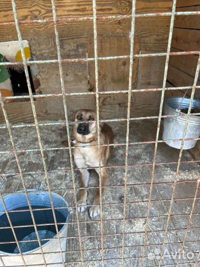 Бивис-рыжий песик с грустными глазами ищет дом