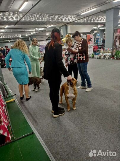 Услуги хендлера