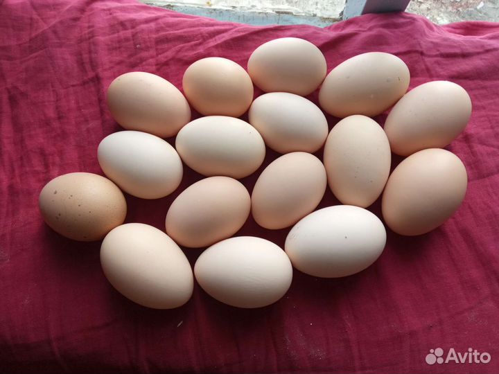 Домашние животные птицы