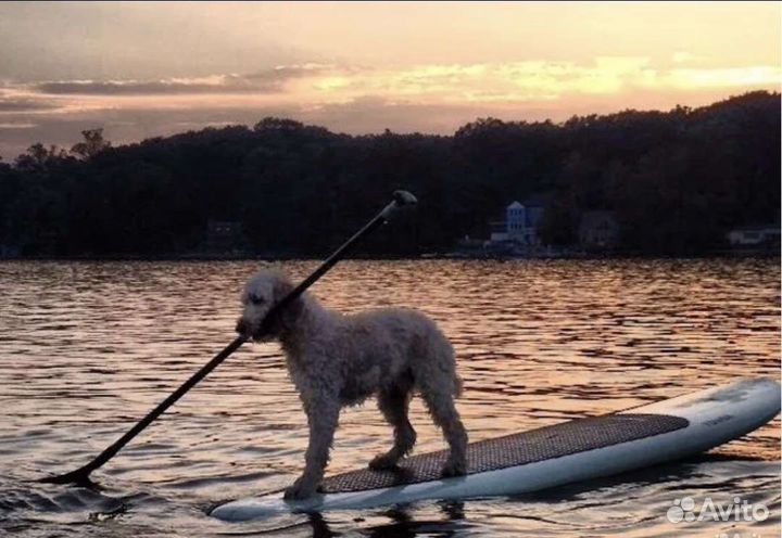 Sup board сап доска аренда