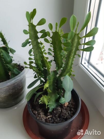 Молочай трехгранный