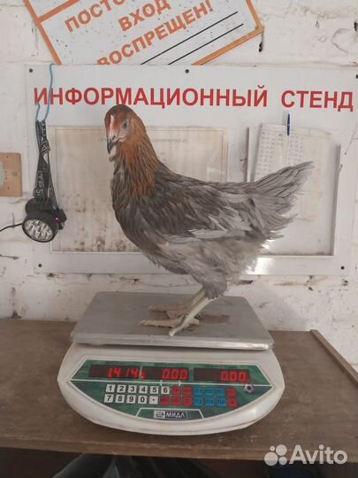 Куры несушки