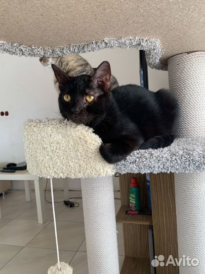 Ищем дом Найту