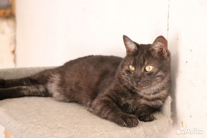 Кот Морфеус