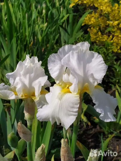 Ирисы сортовые