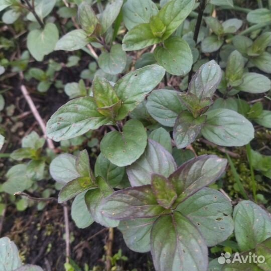 Рассада мяты