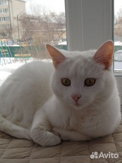 Очень умный кот