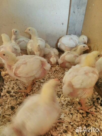 Куры домашние бройлера
