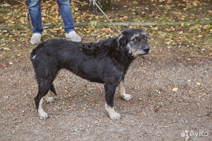 Хорошая бородатая собачка Бруня в добрые руки
