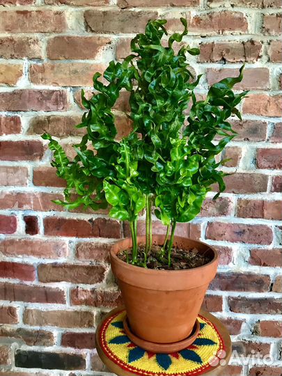 Папоротник микросорум 