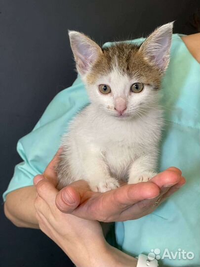 Много красивых котят на выбор