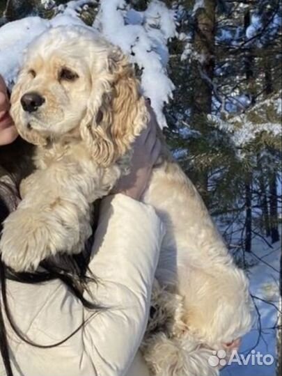 Кокер спаниель вязка