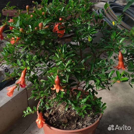 Гранат (Punica)