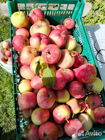 Яблоки домашние