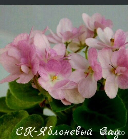 Фиалки(набор)