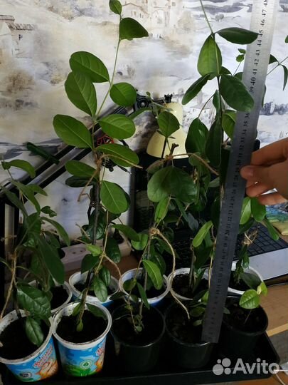 Комнатные растения цветы