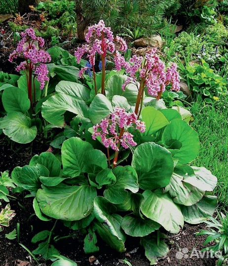 Бадан розовый