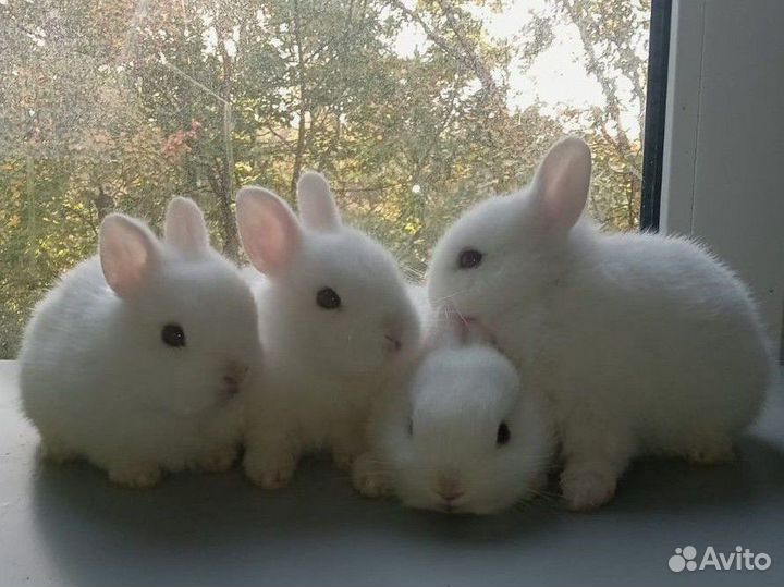 Карликовые кролики