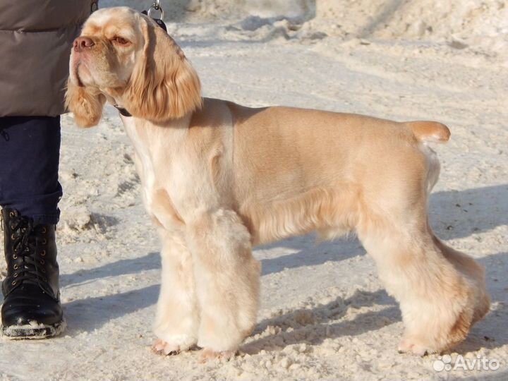 Стрижка кошек и собак