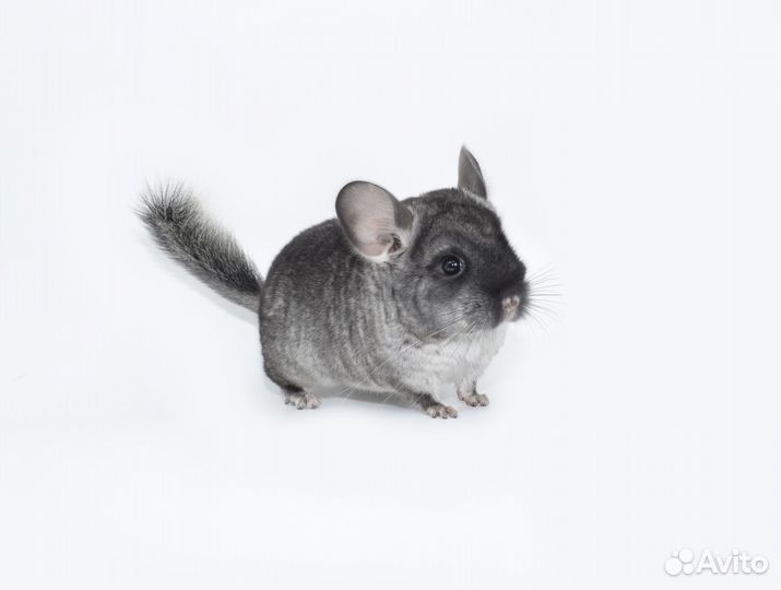 Шиншиллы молодые. Большой выбор