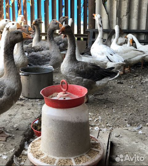 Гуси породы Линда