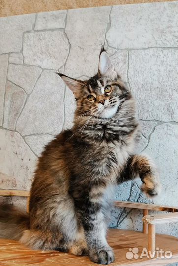 Мейн-кун котенок