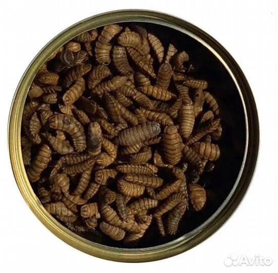 Личинки черной львинки