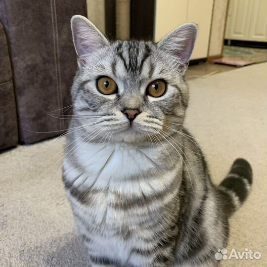 Шотландский кот на вязку