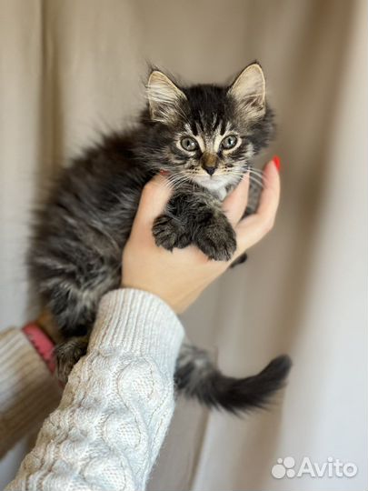 Котенок мальчик в дар, 2 месяца