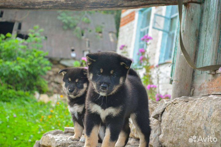 Собаки Сиба ину щенки