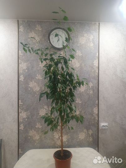 Фикус мелколистный