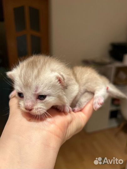 Котята шотландская серебристая шиншила