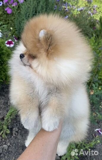 Девочка помераночка