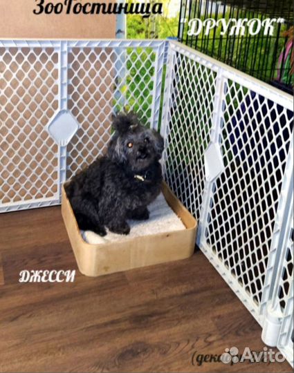 Квартирная Передержка- зоогостиница