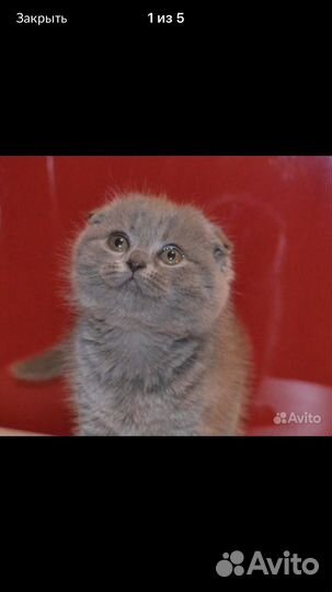 Передержка лапушек (кошечек и собачек до 15 кг.)