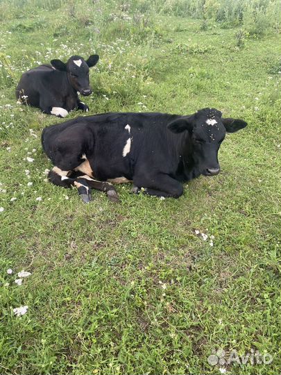 Телка 8 месяцев продам