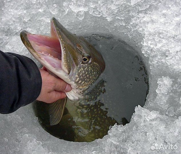 Живец для рыбалки