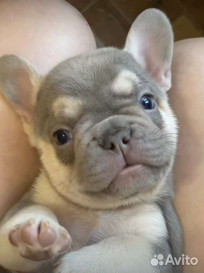 Французский бульдог щенки голубой лиловый