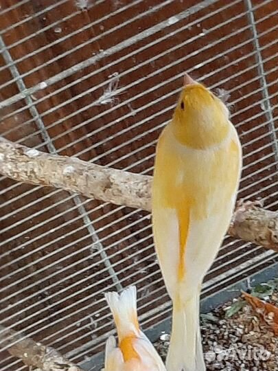 Кенара и канарейки