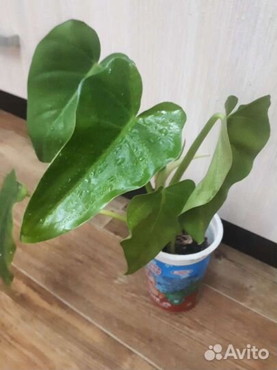 Филодендроны