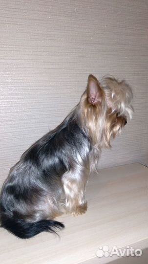 Вязка йоркширского терьера