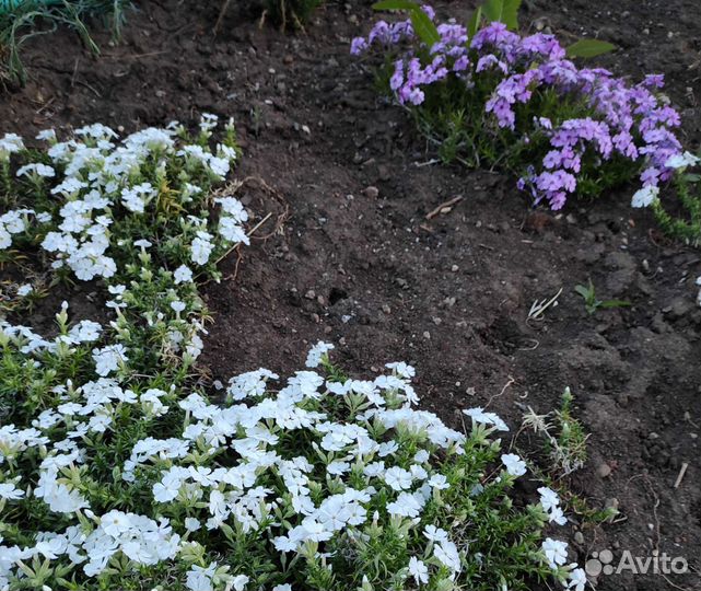 Ясколка, Арабис, Флокс, Гвоздика, Вербейник и др