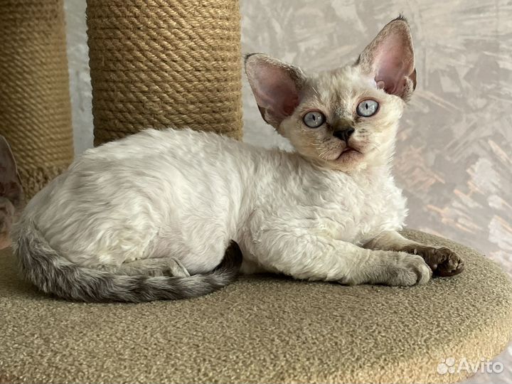 Девочка припевочка